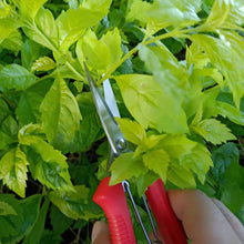 Load image into Gallery viewer, homsuns Floral Shears Premium Steel Garden Pruning Shears Floral Fruits Leaf Scissors Hand Pruner Snip Trimming Tool for Gardening Flower Arrangement